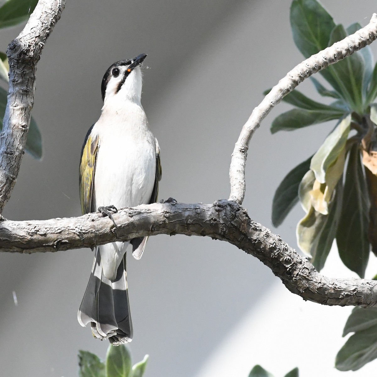 Taiwanbülbül - ML646721145