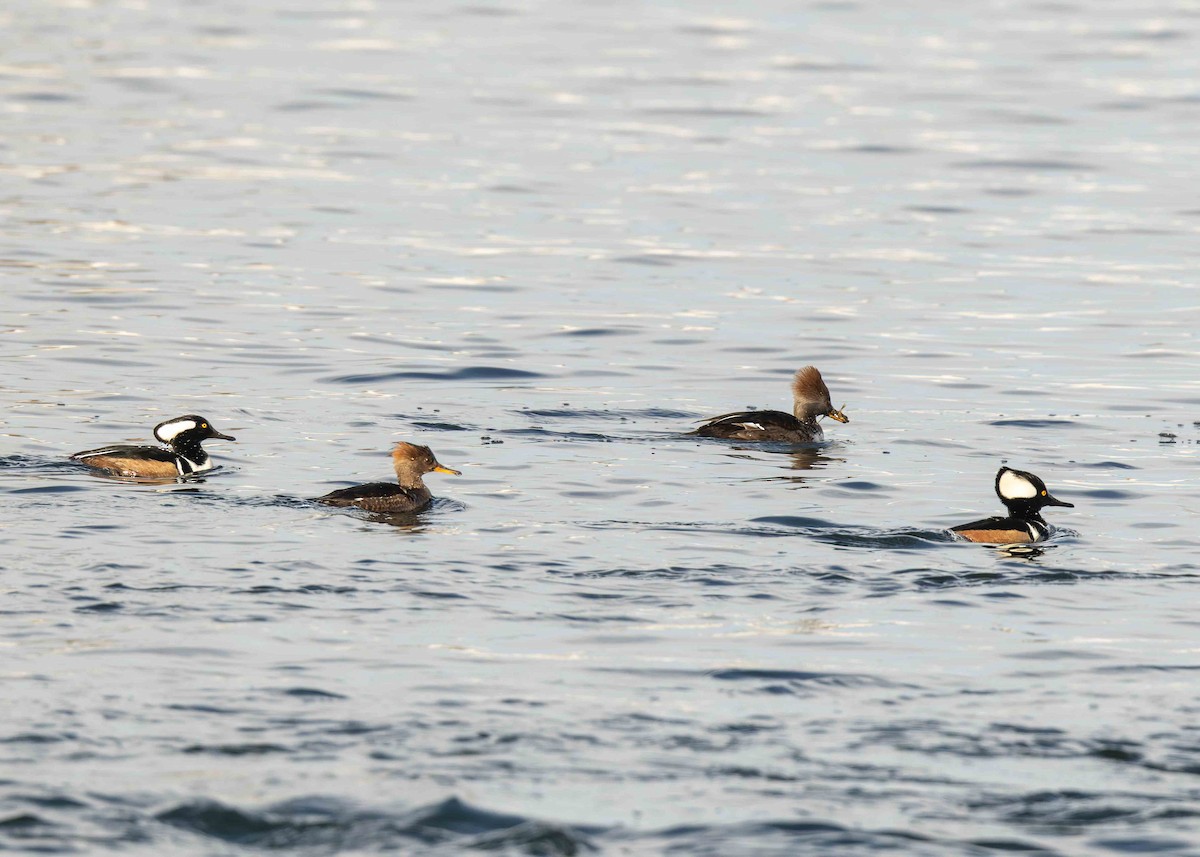 Hooded Merganser - ML646721146