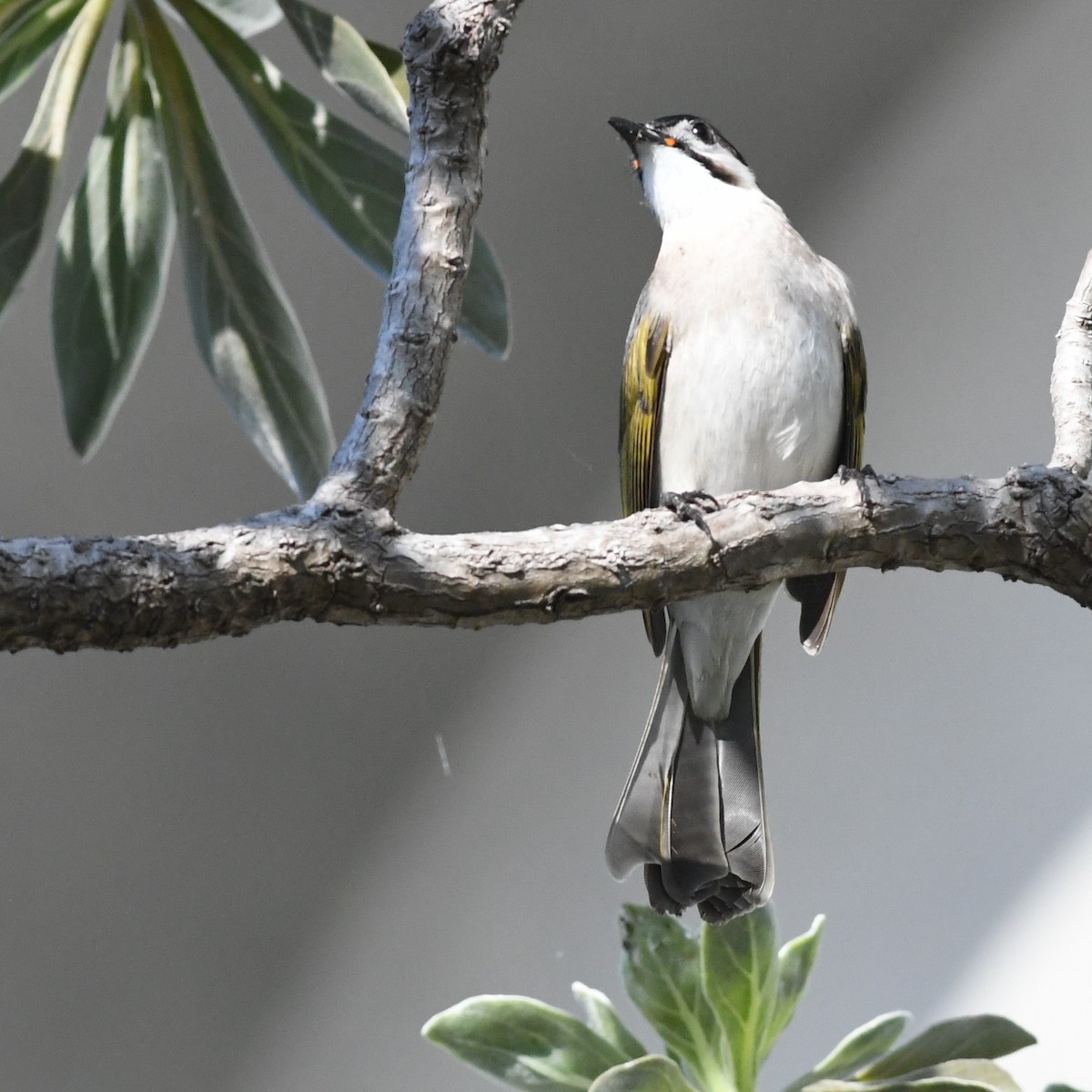 Taiwanbülbül - ML646721147