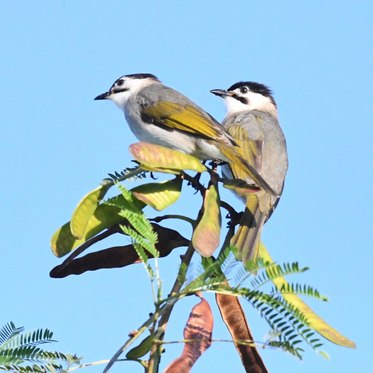 Taiwanbülbül - ML646721148