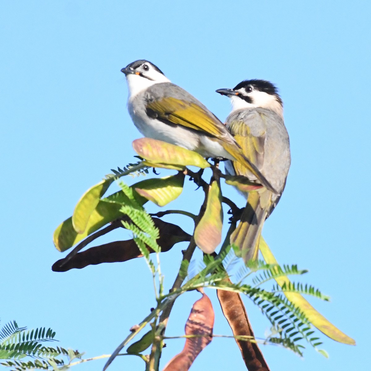 Taiwanbülbül - ML646721149