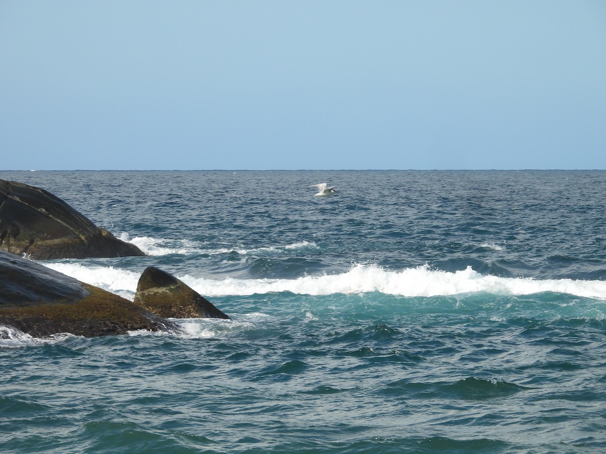 Txenada hankabeltza - ML646721154