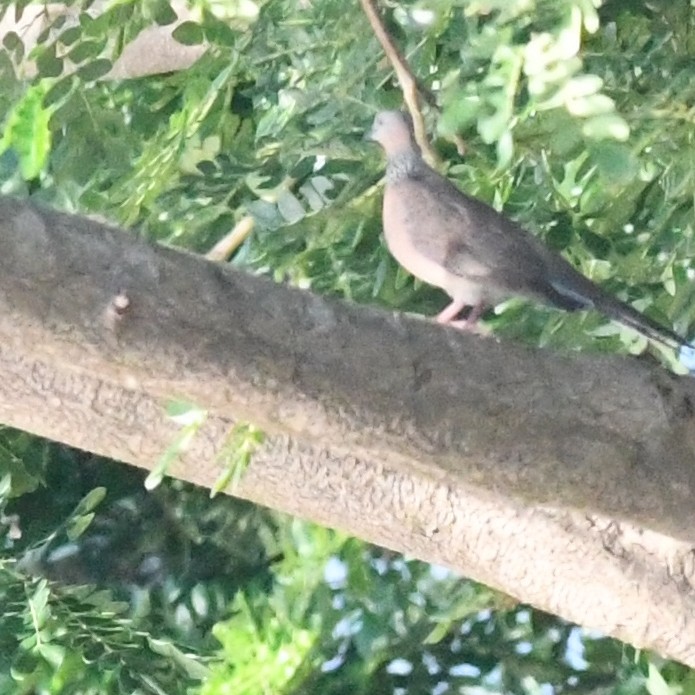 Perlhalstaube - ML646721156