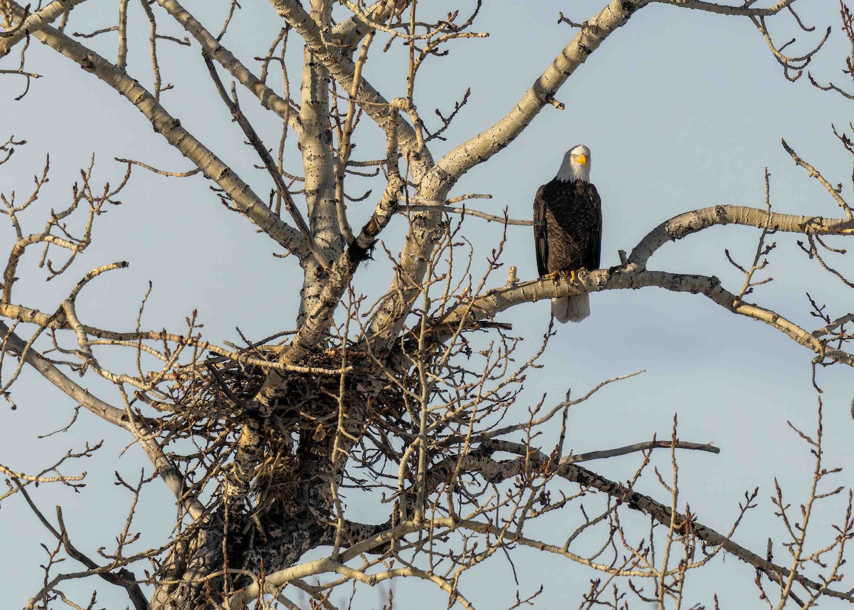 Bald Eagle - ML646721157