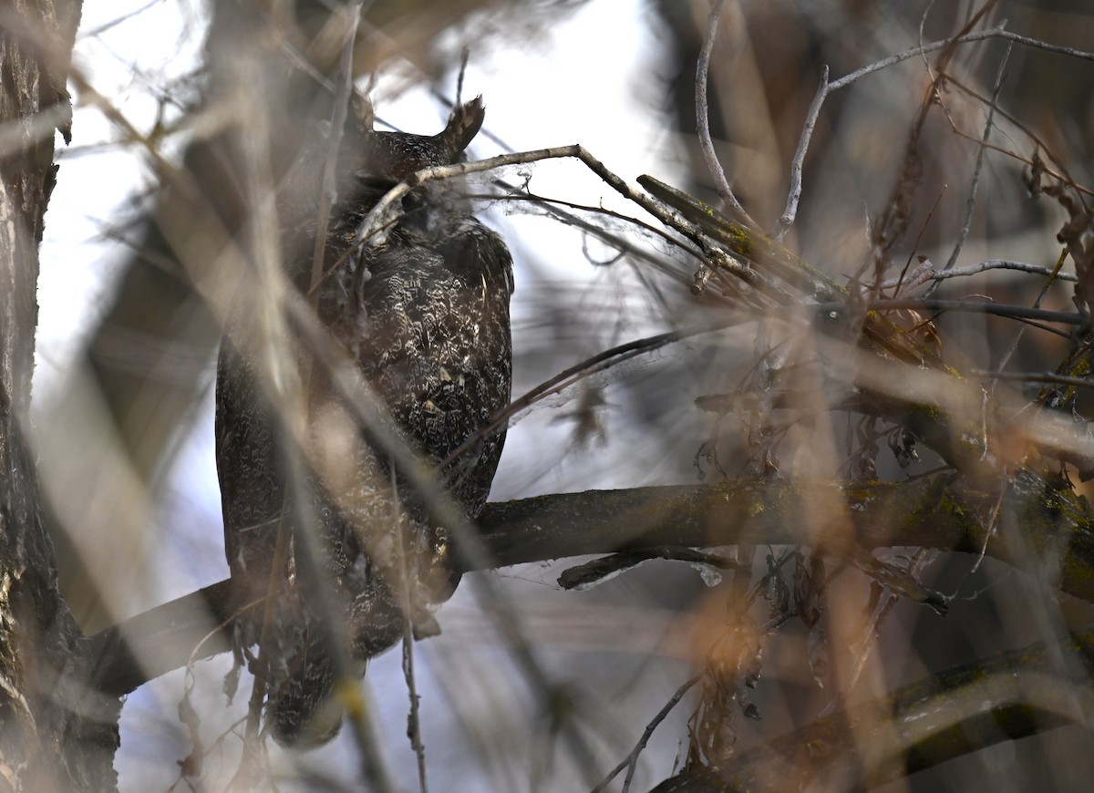 Hontz virginiarra - ML646721161