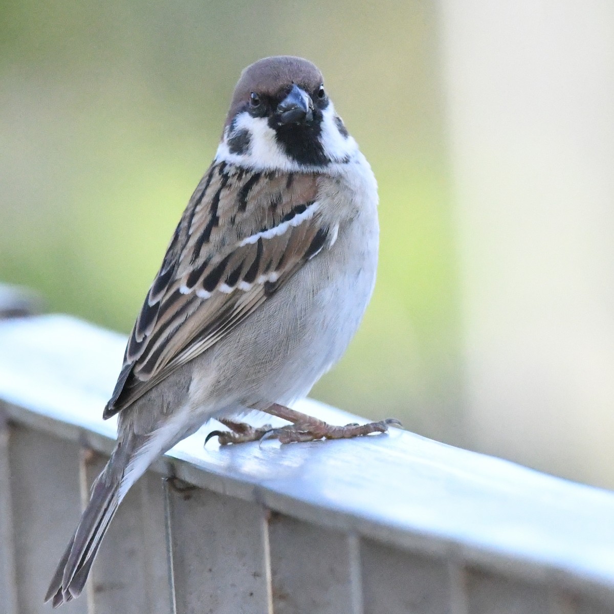 Feldsperling - ML646721162