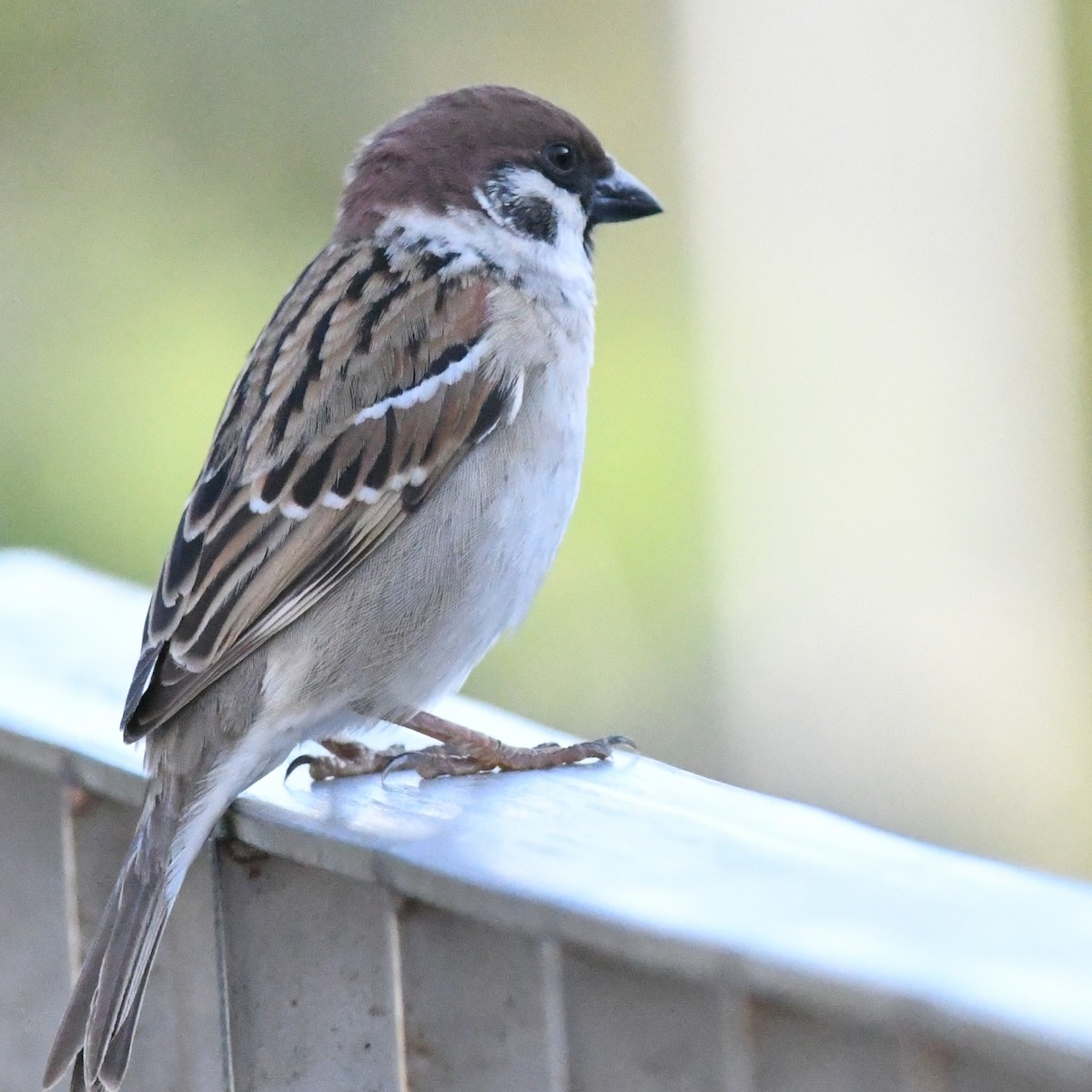 Feldsperling - ML646721163