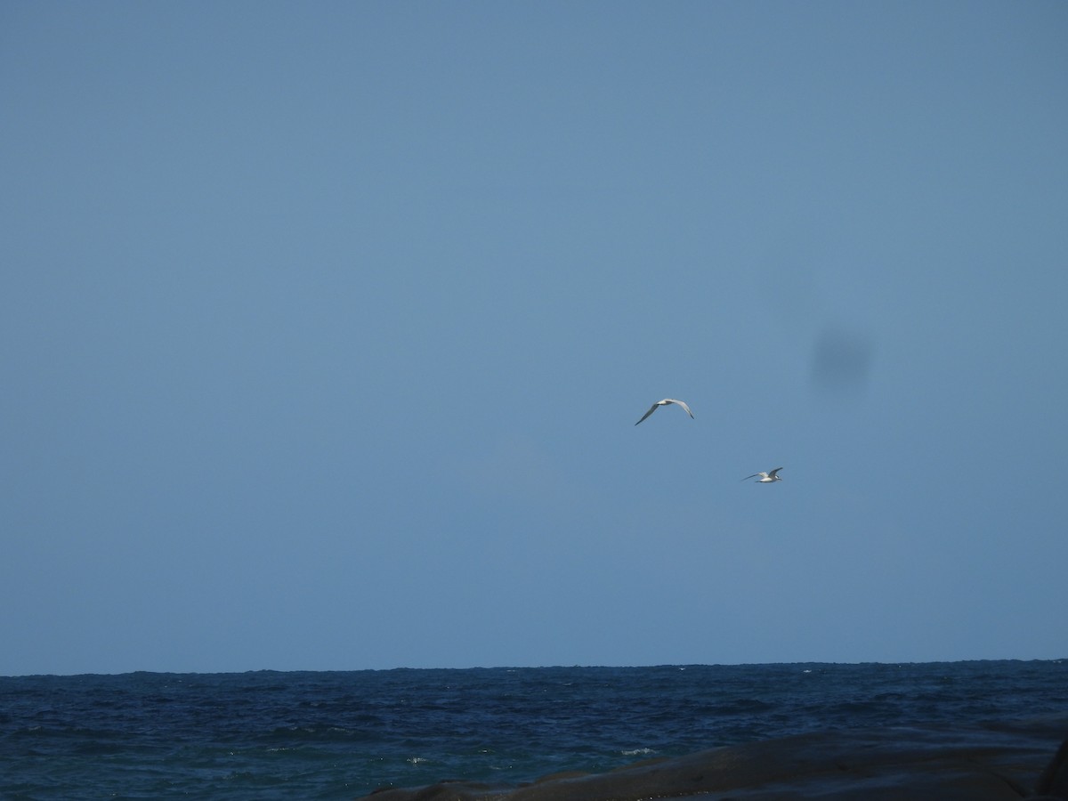 Yellow-billed Tern - ML646721169