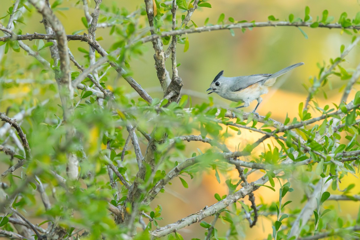 sýkora černochocholatá - ML646721172