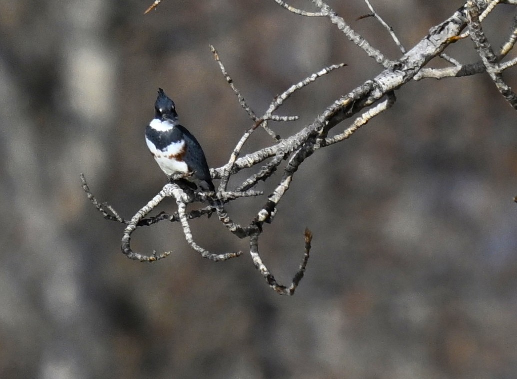 Martin handi iparramerikarra - ML646721174