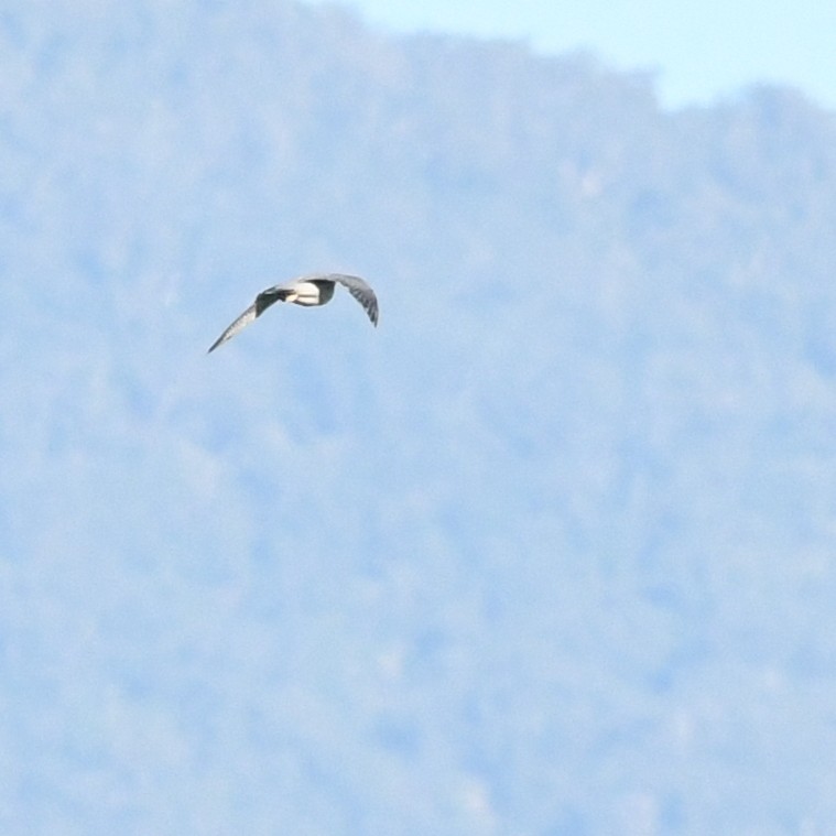 Wanderfalke - ML646721177