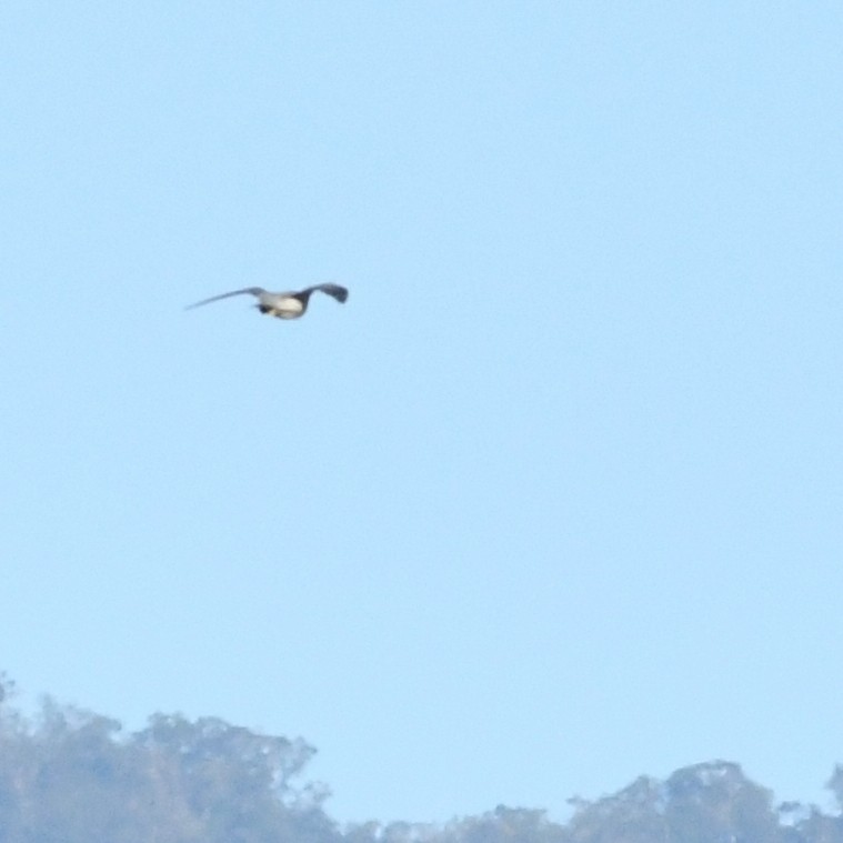 Wanderfalke - ML646721178