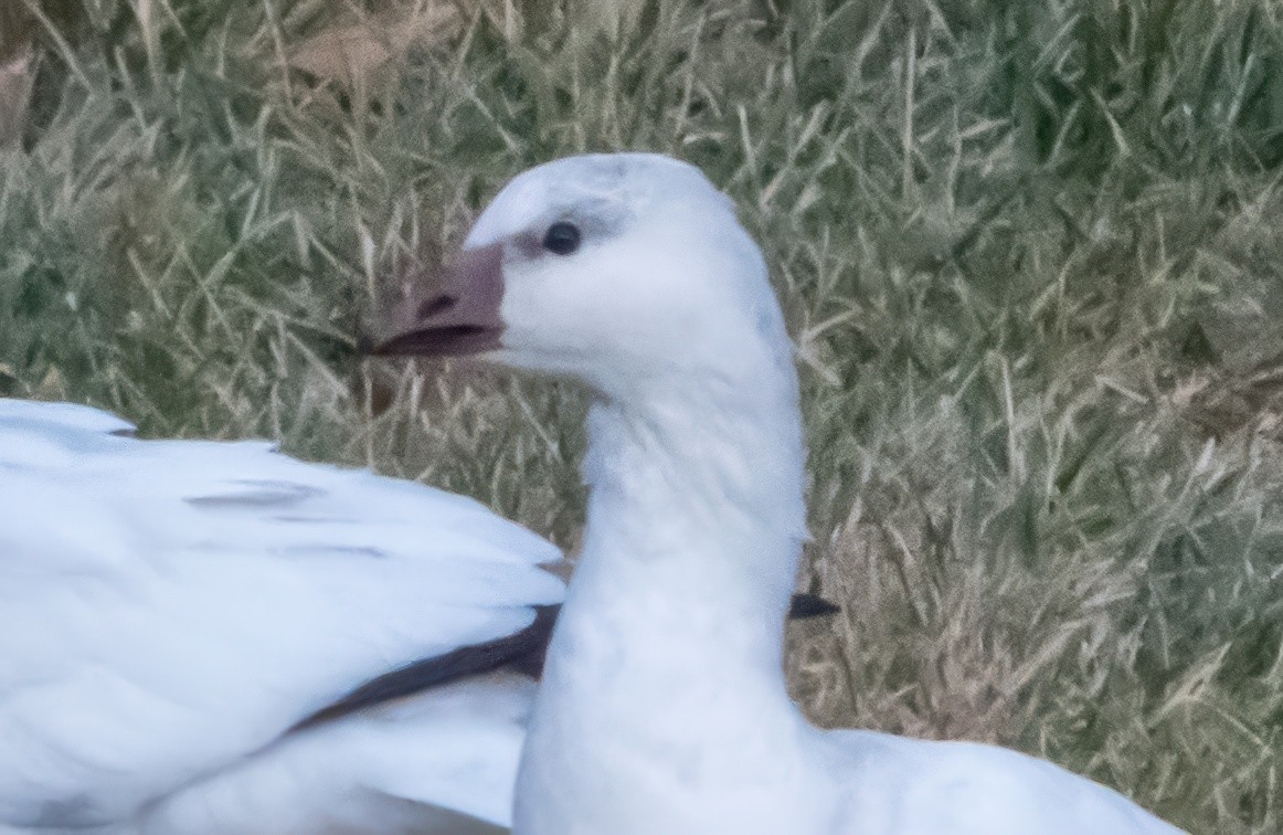 husa bělostná - ML646721180