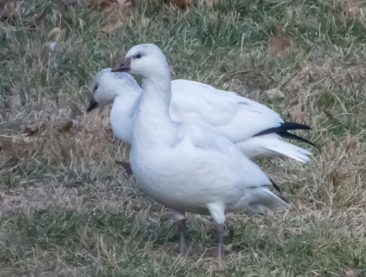 husa bělostná - ML646721181