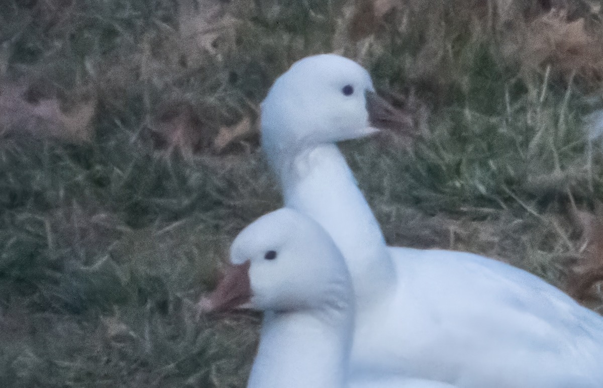 husa bělostná - ML646721182