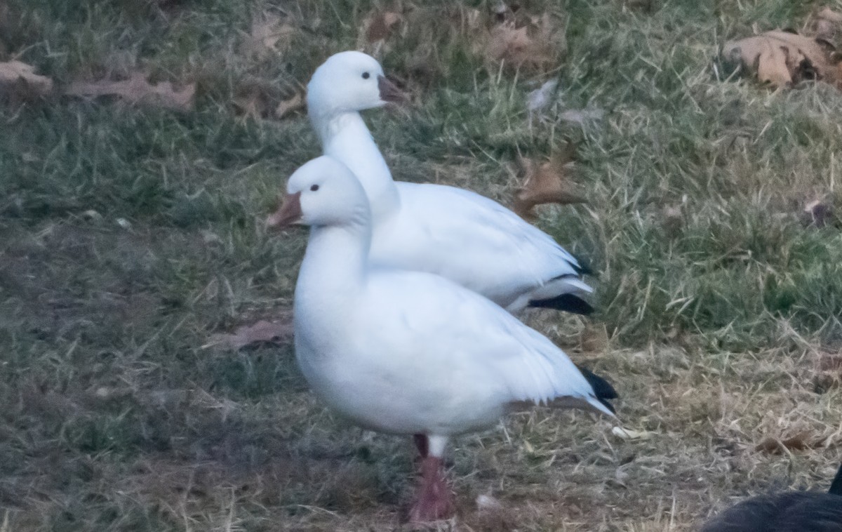 husa bělostná - ML646721183