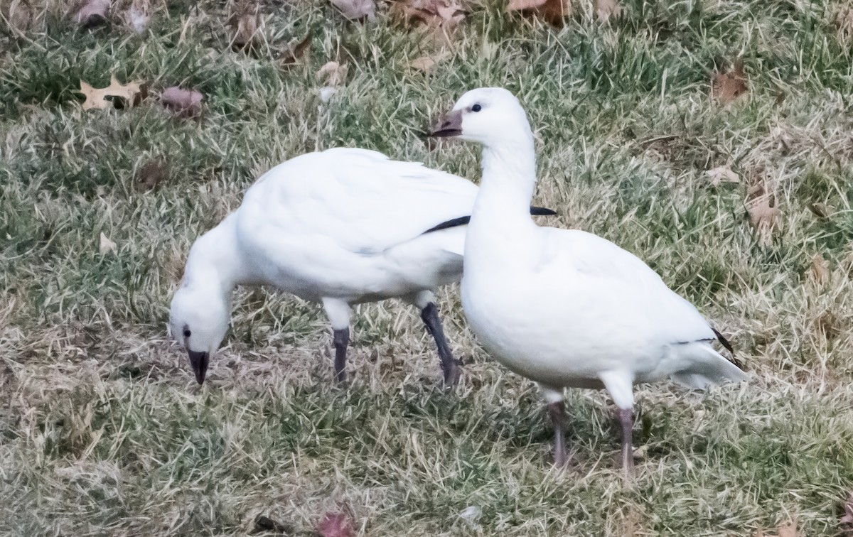 husa bělostná - ML646721184