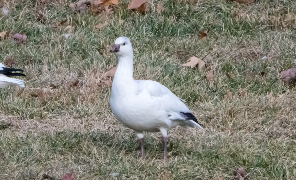 husa bělostná - ML646721185