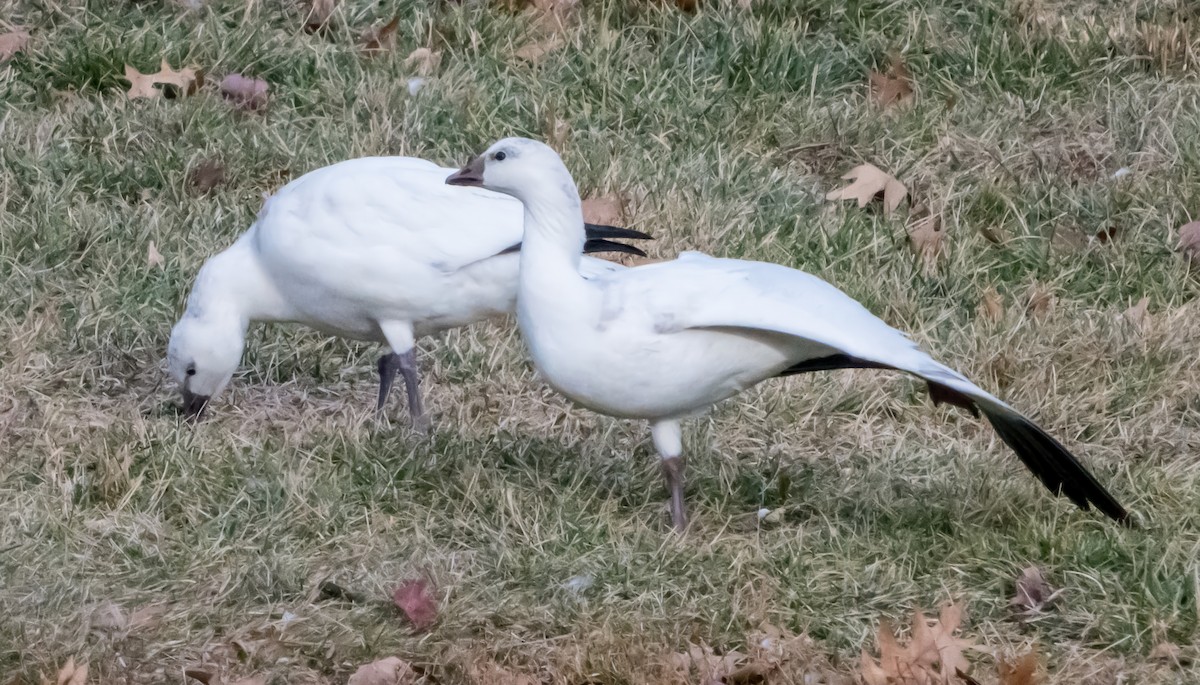 husa bělostná - ML646721186