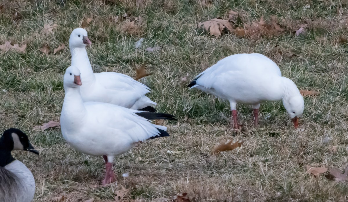 husa bělostná - ML646721187