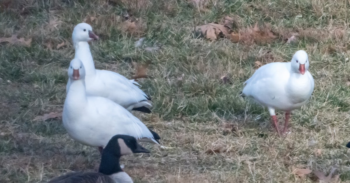 husa bělostná - ML646721188