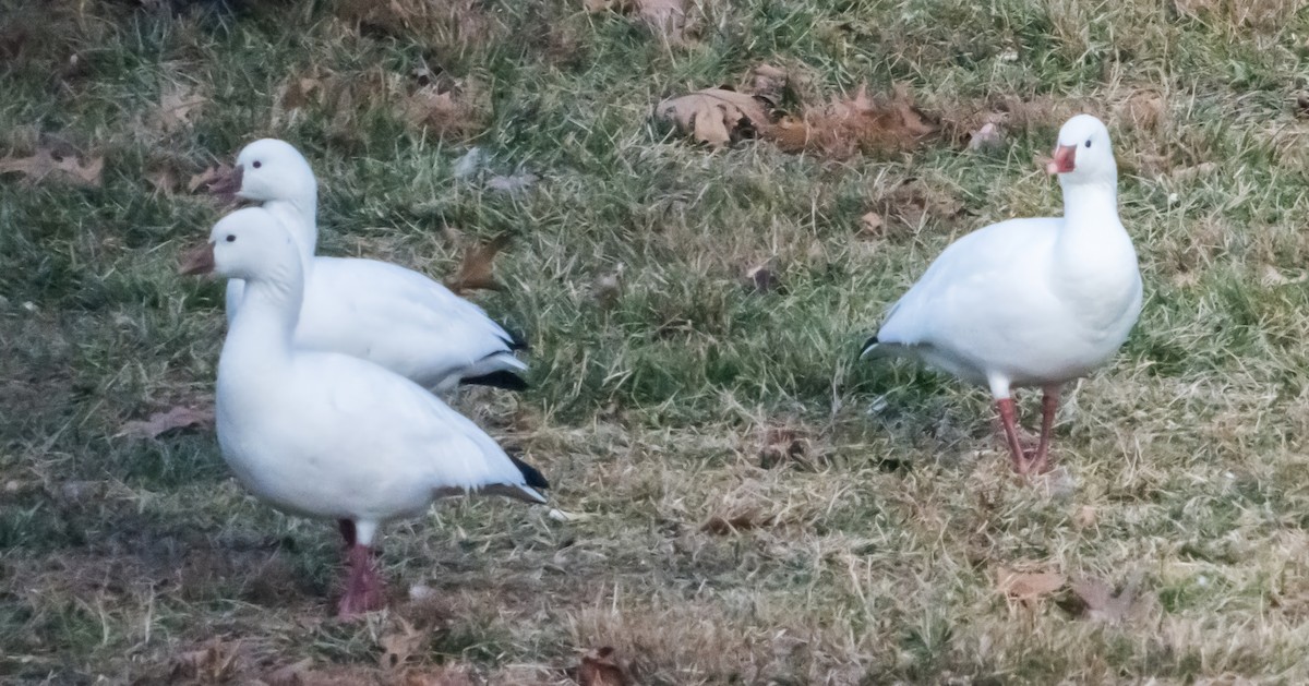 husa bělostná - ML646721189