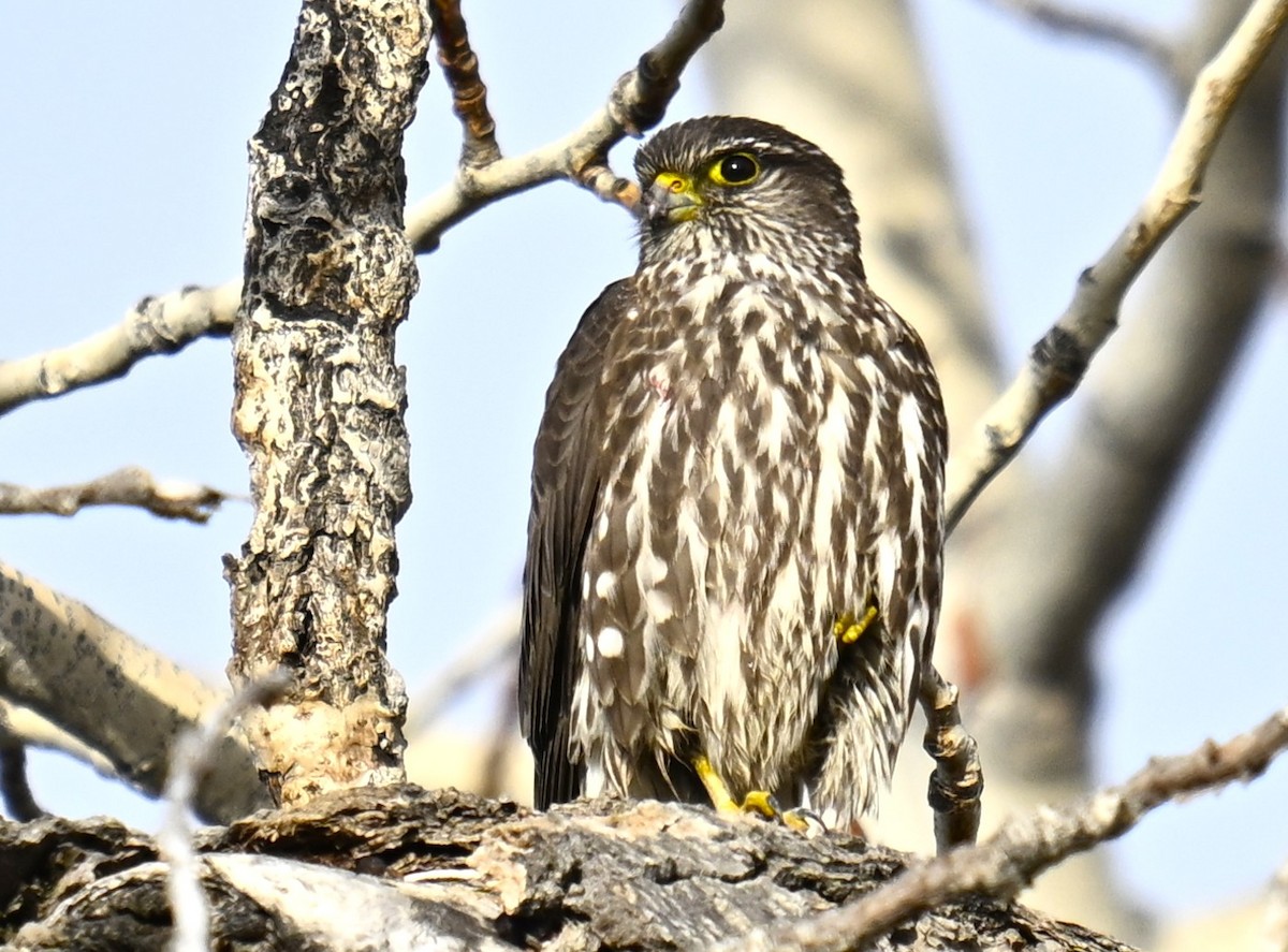 Belatz txikia (columbarius) - ML646721193