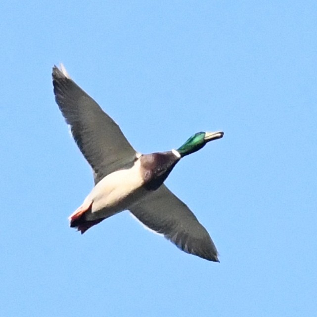 Stockente - ML646721194