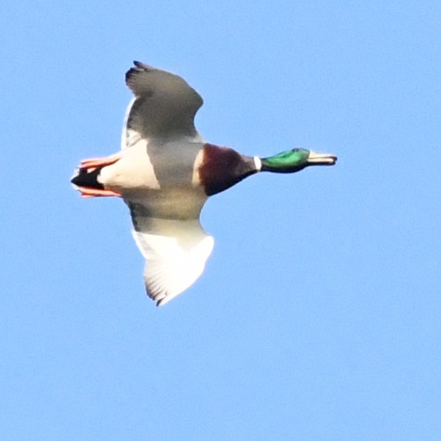 Stockente - ML646721196