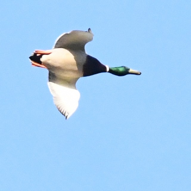 Stockente - ML646721197