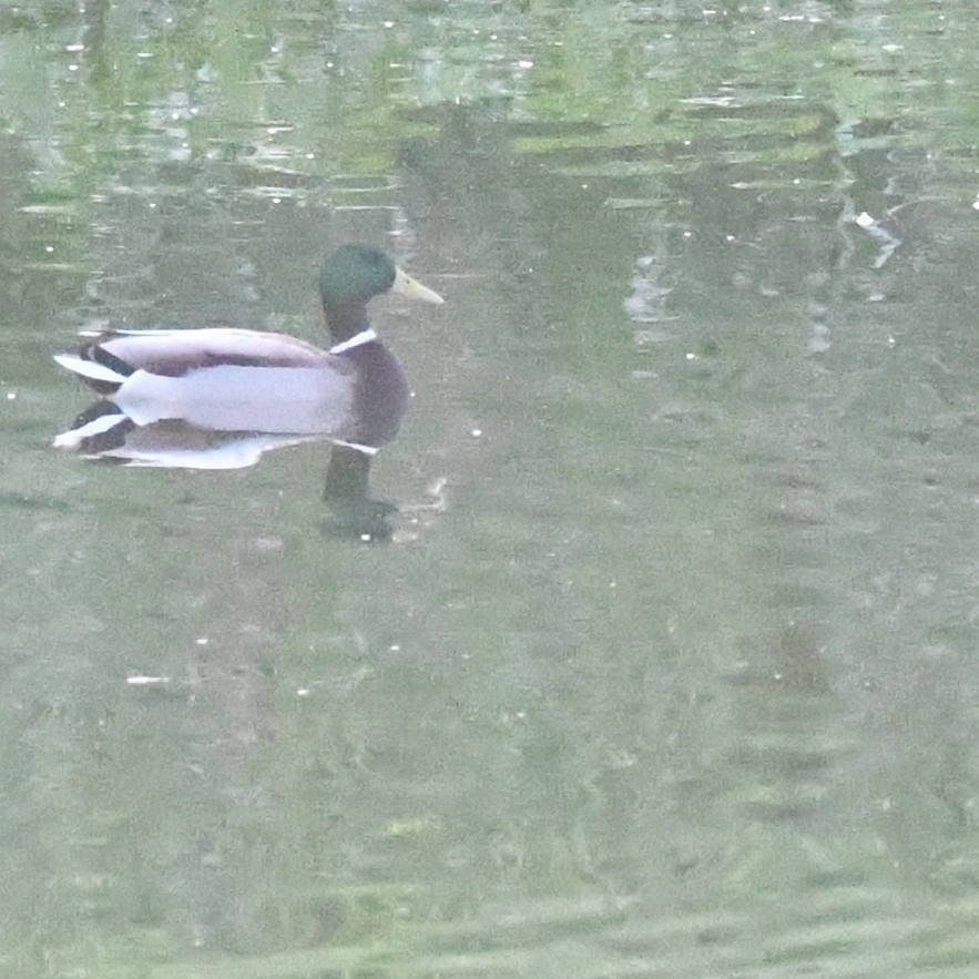 Stockente - ML646721199