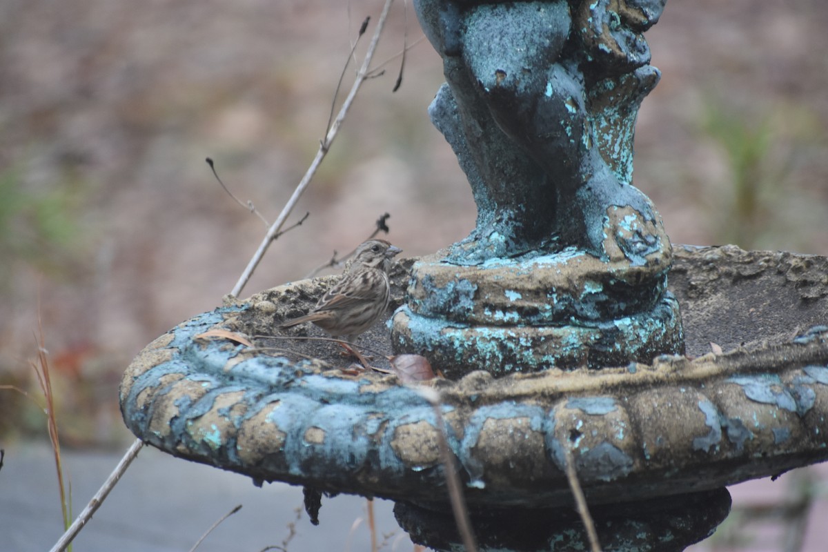 Song Sparrow - ML646721205