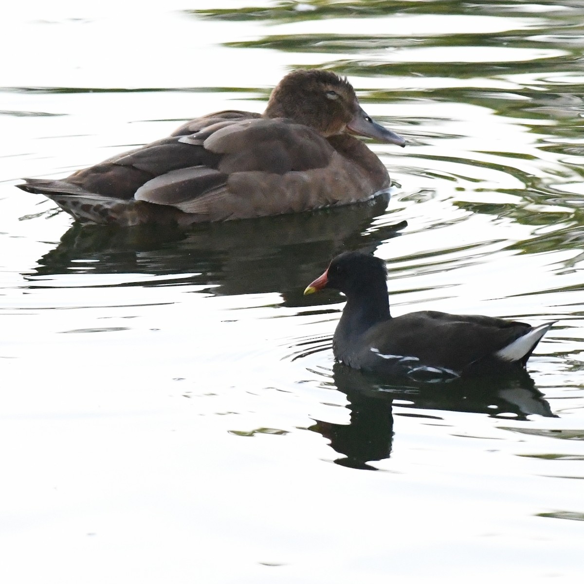 Fehlfarben-Stockente/Hausente - ML646721208