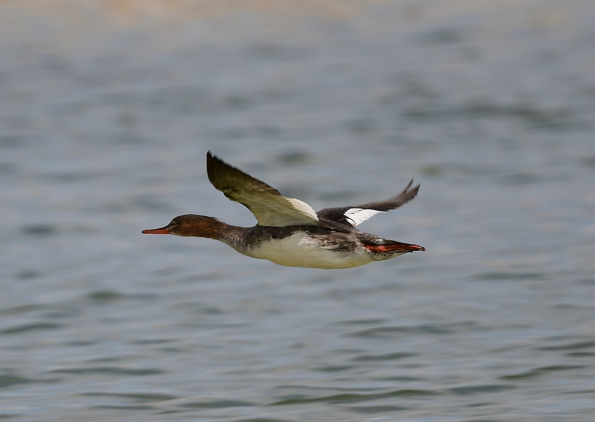 Zerra ertaina - ML646721209