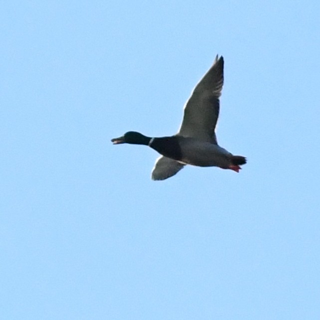 Stockente - ML646721216