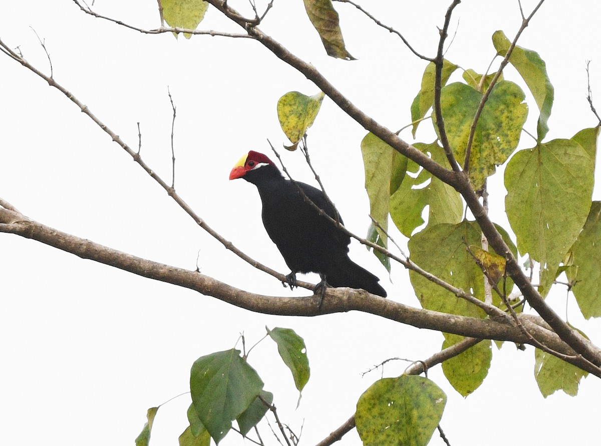 Violet Turaco - ML646721218
