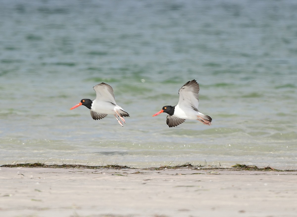 Itsas mika amerikarra - ML646721220