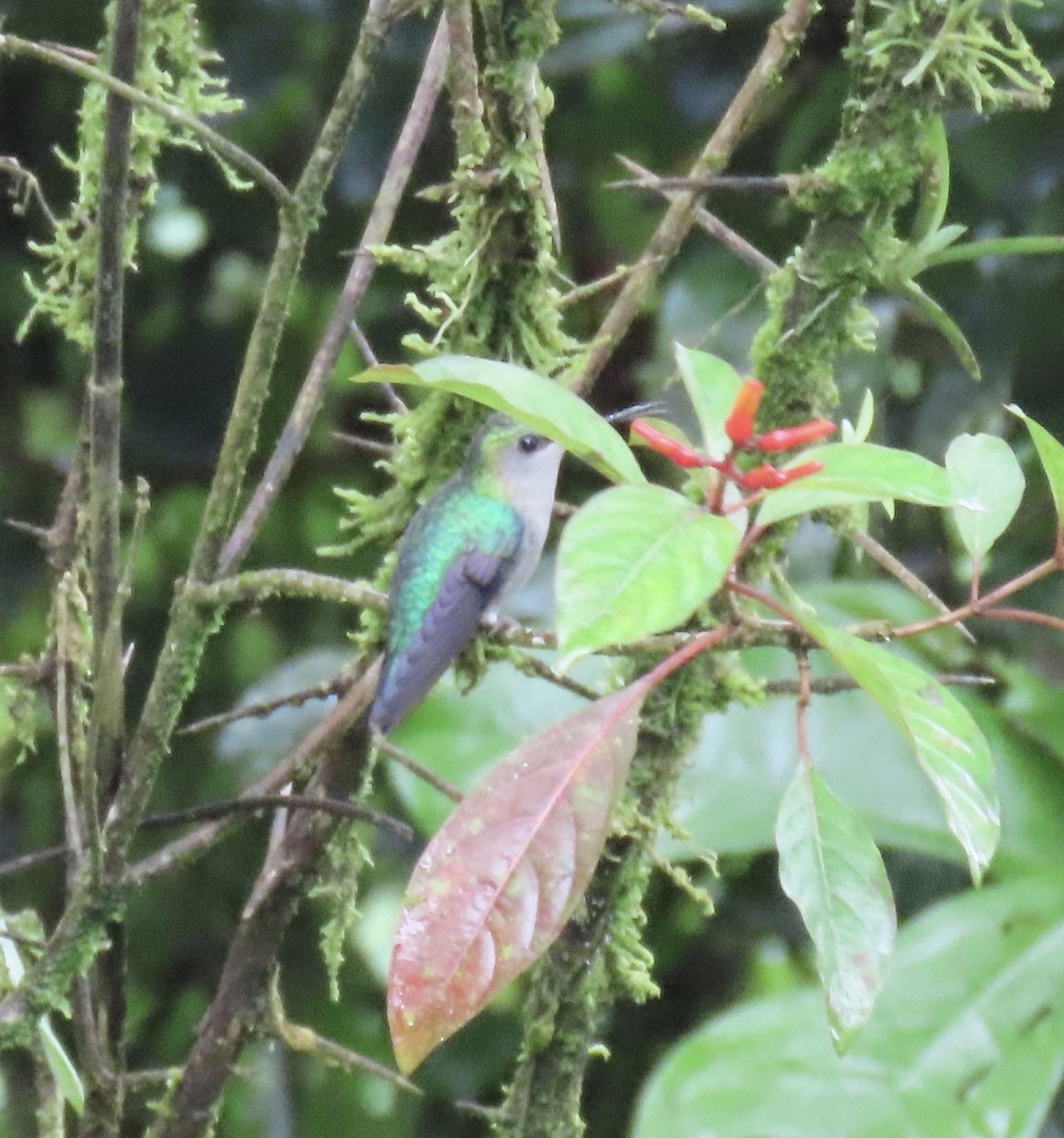 Crowned Woodnymph - ML646721224