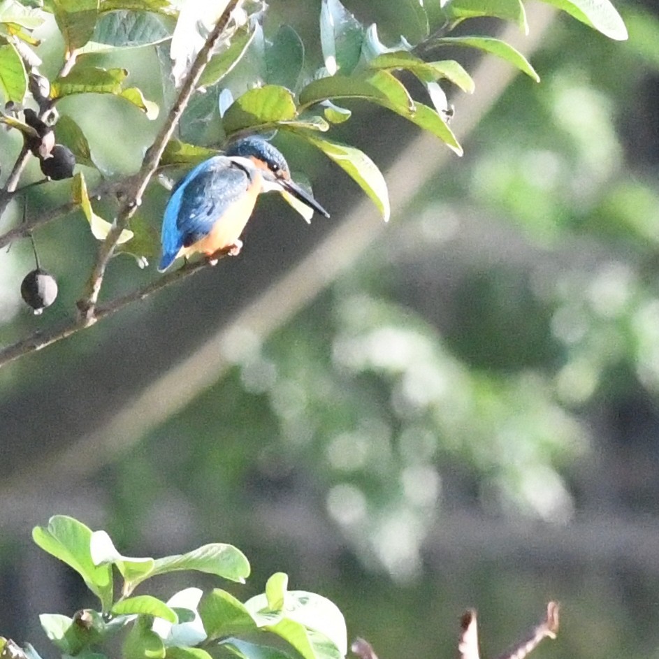 Eisvogel - ML646721229