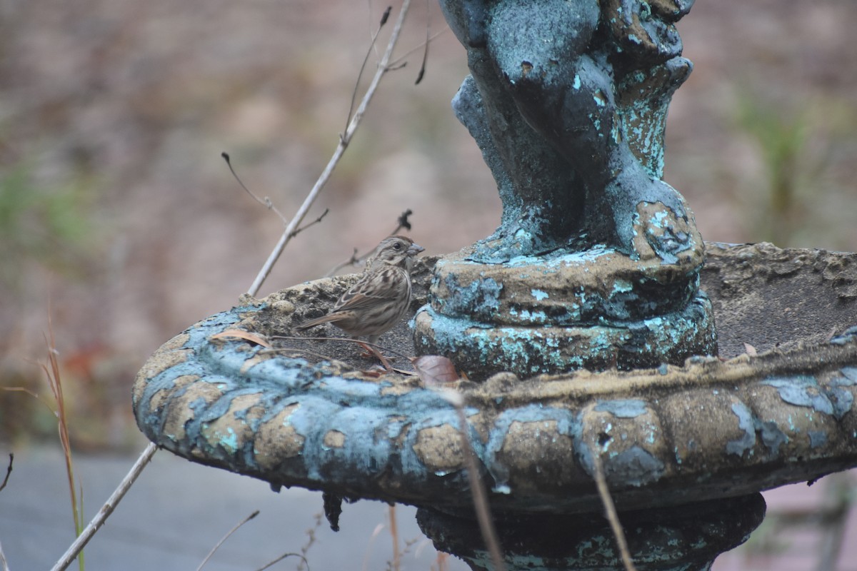 Song Sparrow - ML646721235