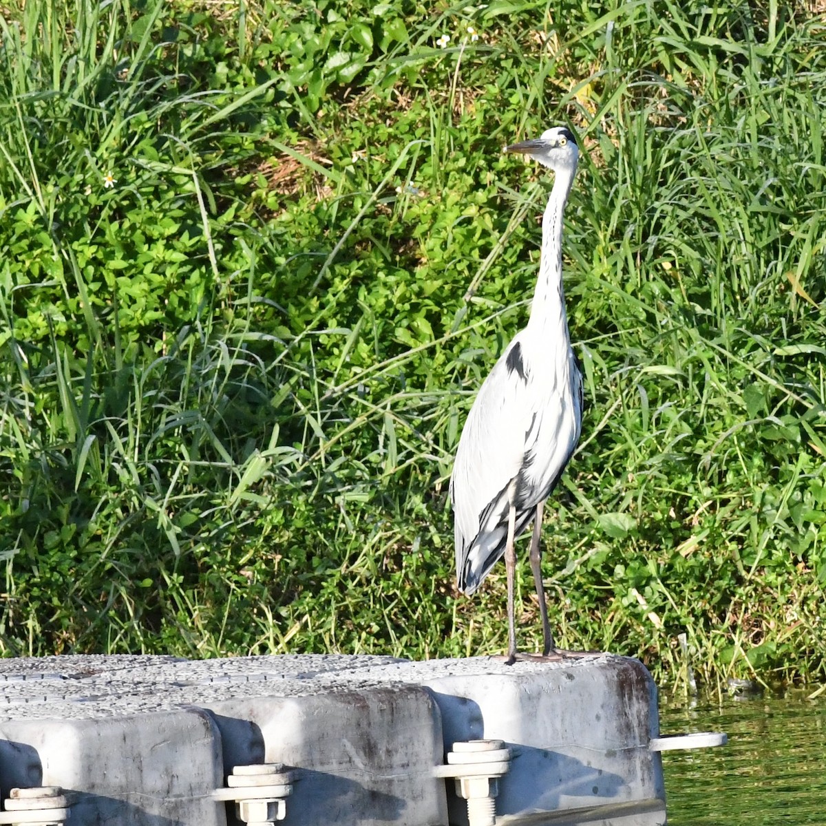 Graureiher - ML646721237