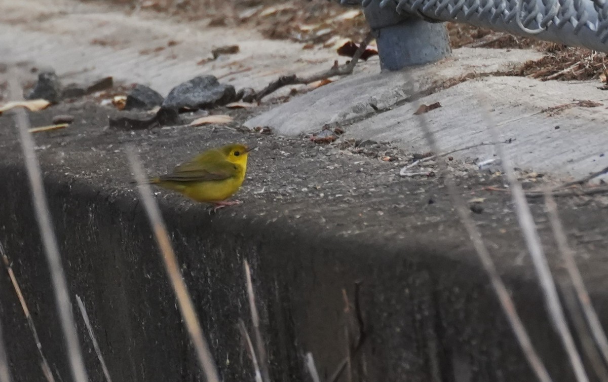 Hooded Warbler - ML646721240