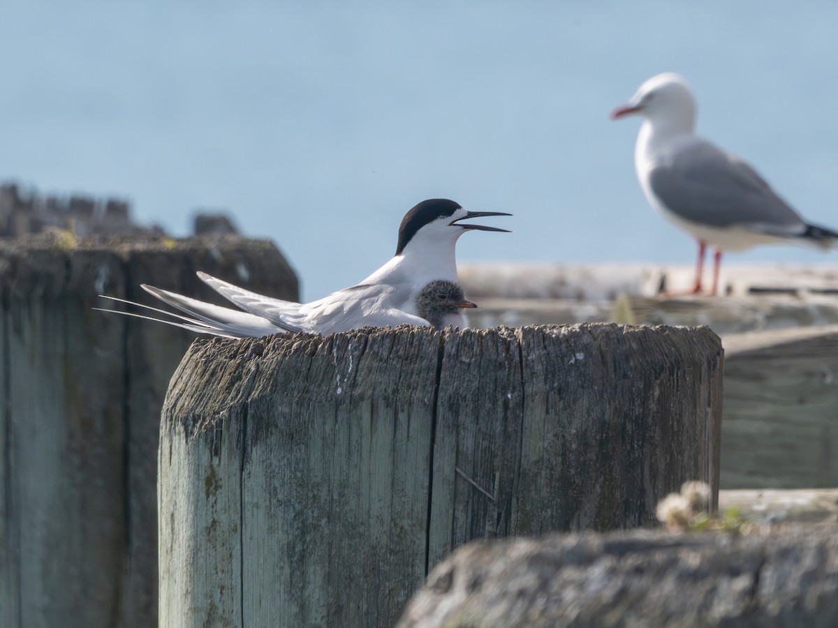 Ak Alınlı Sumru - ML646721241