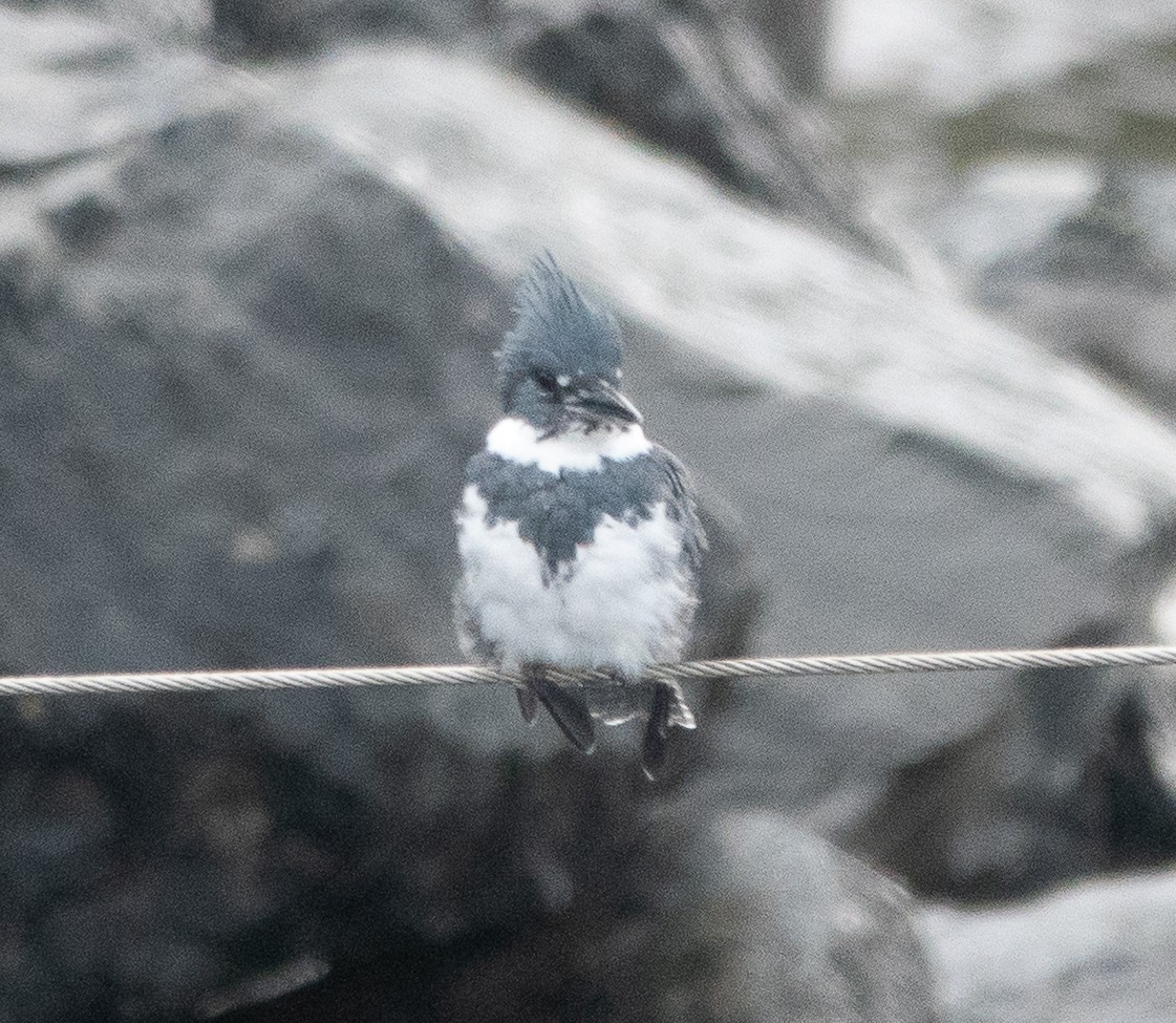 Martin handi iparramerikarra - ML646721242