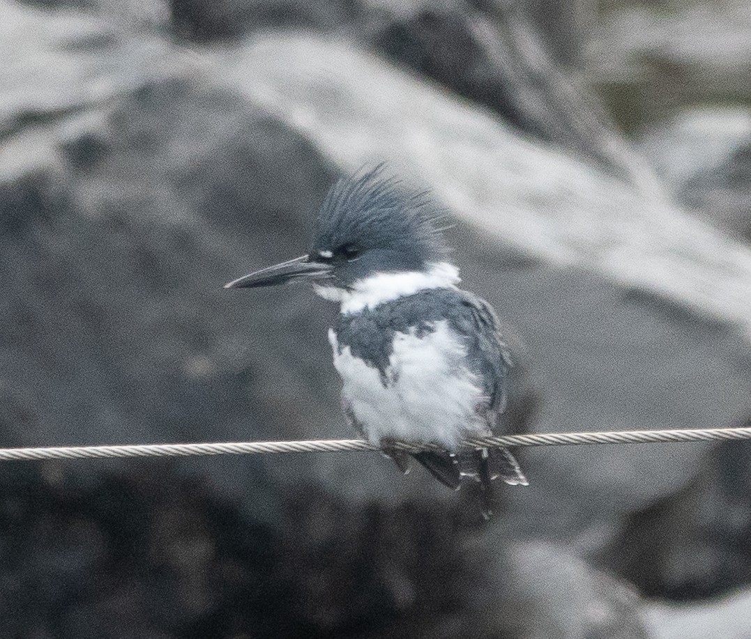 Martin handi iparramerikarra - ML646721243