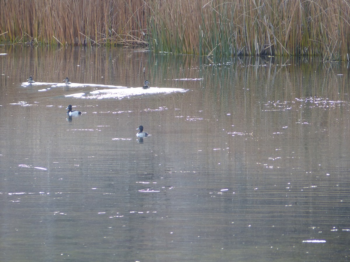 Ring-necked Duck - ML646721252