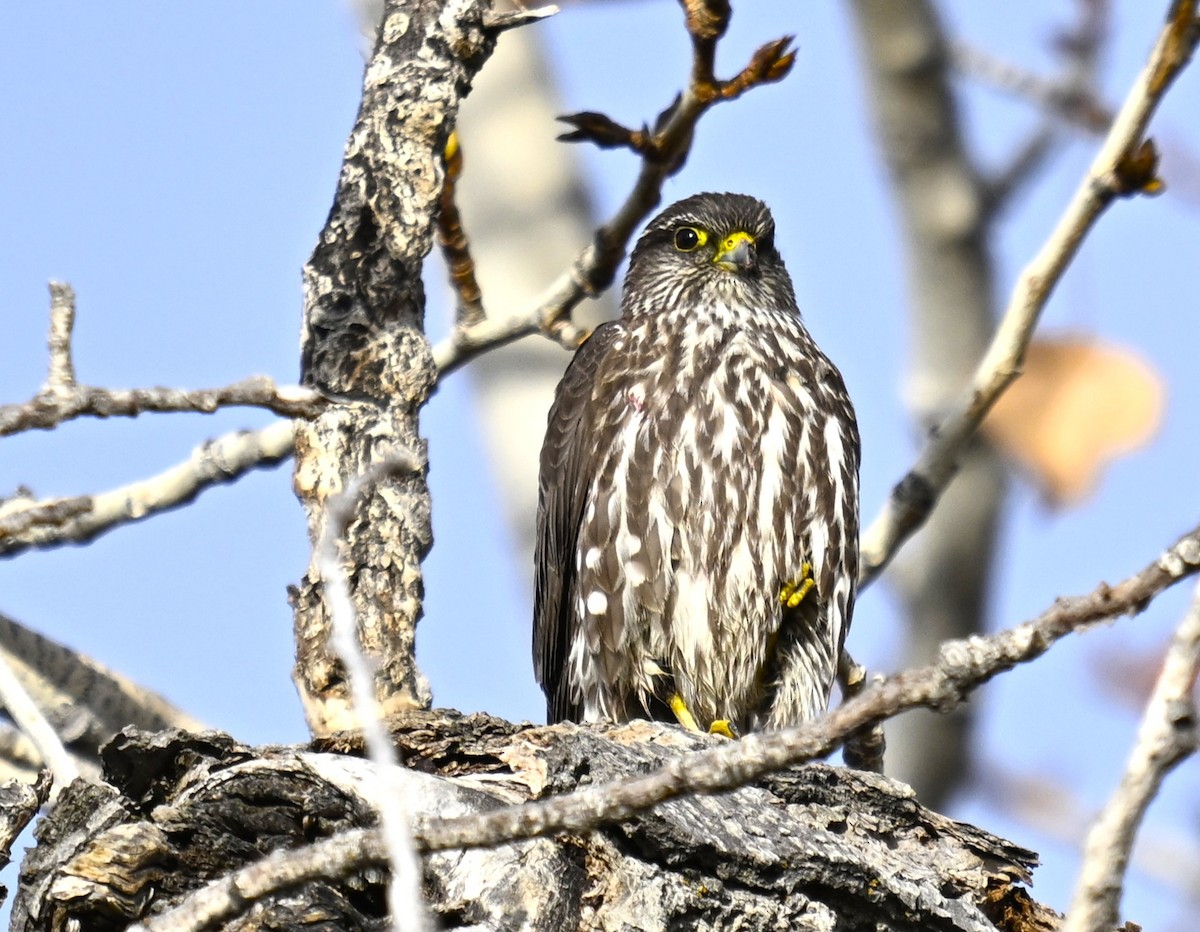 Belatz txikia (columbarius) - ML646721254