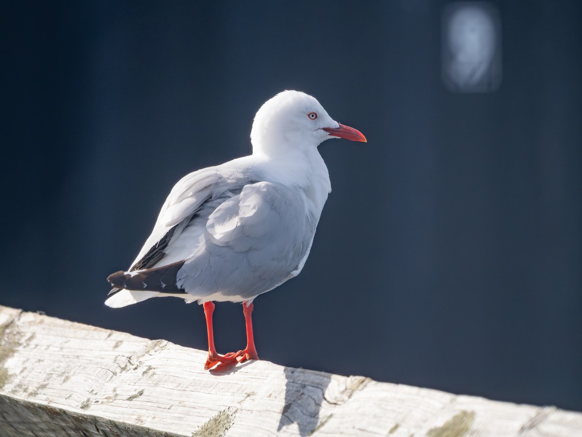 Avustralya Martısı - ML646721255