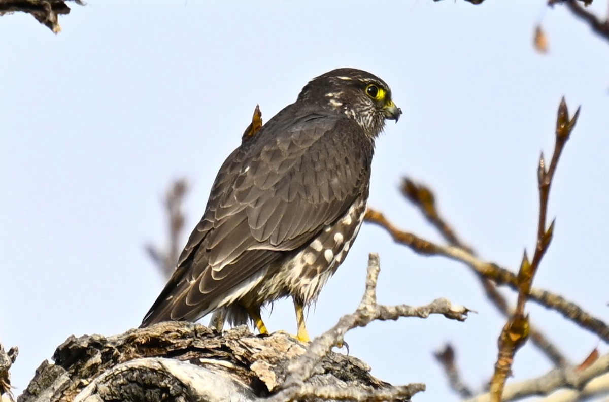 Belatz txikia (columbarius) - ML646721258