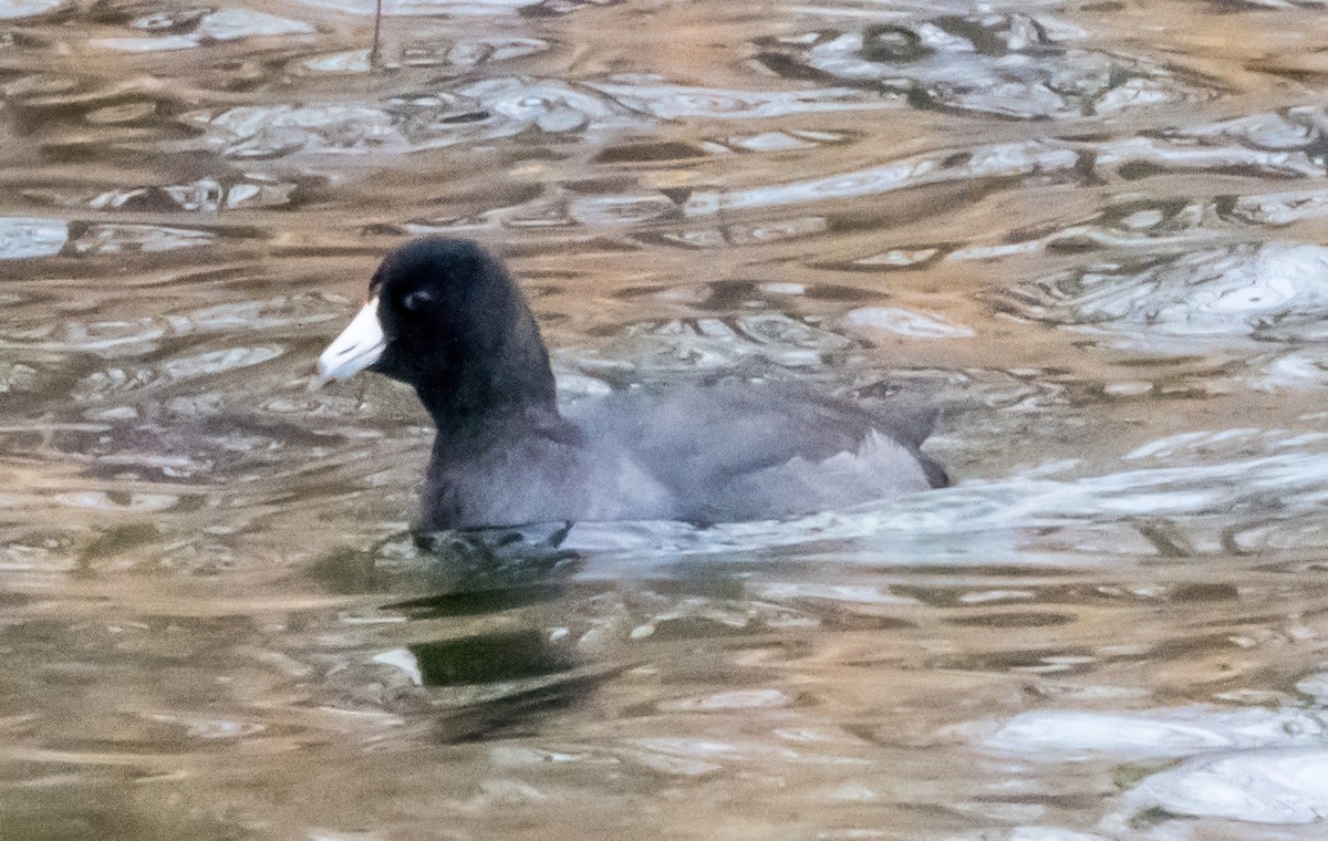 Лиска американська - ML646721259